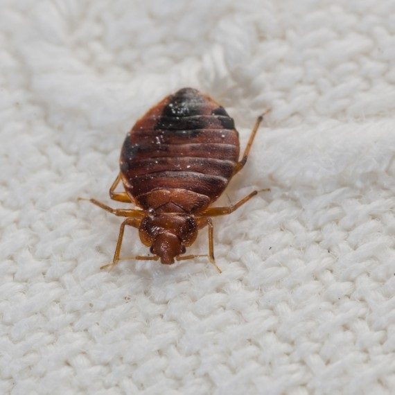 Bed Bugs, Pest Control in Norwood Green, UB2. Call Now! 020 8166 9746