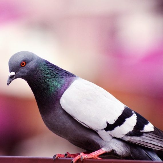 Birds, Pest Control in Norwood Green, UB2. Call Now! 020 8166 9746