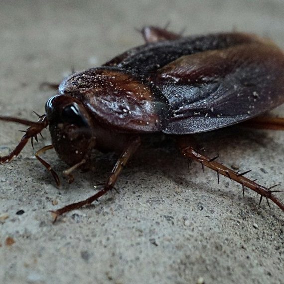 Cockroaches, Pest Control in Norwood Green, UB2. Call Now! 020 8166 9746