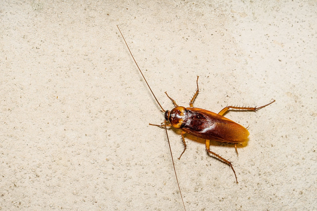 Cockroach Control, Pest Control in Norwood Green, UB2. Call Now 020 8166 9746