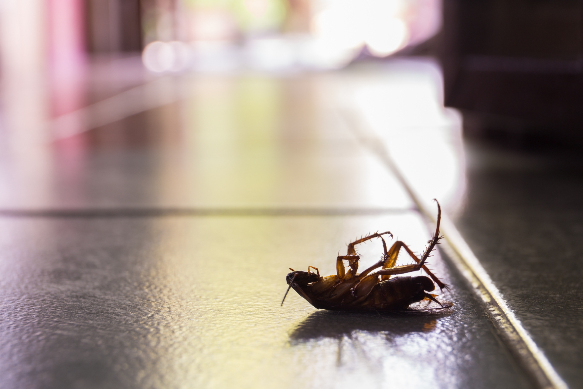 Cockroach Control, Pest Control in Norwood Green, UB2. Call Now 020 8166 9746