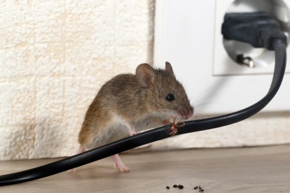 Pest Control in Norwood Green, UB2. Call Now! 020 8166 9746