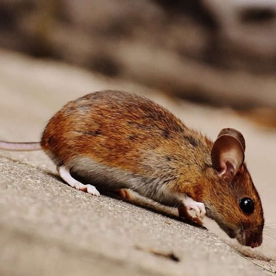 Mice, Pest Control in Norwood Green, UB2. Call Now! 020 8166 9746