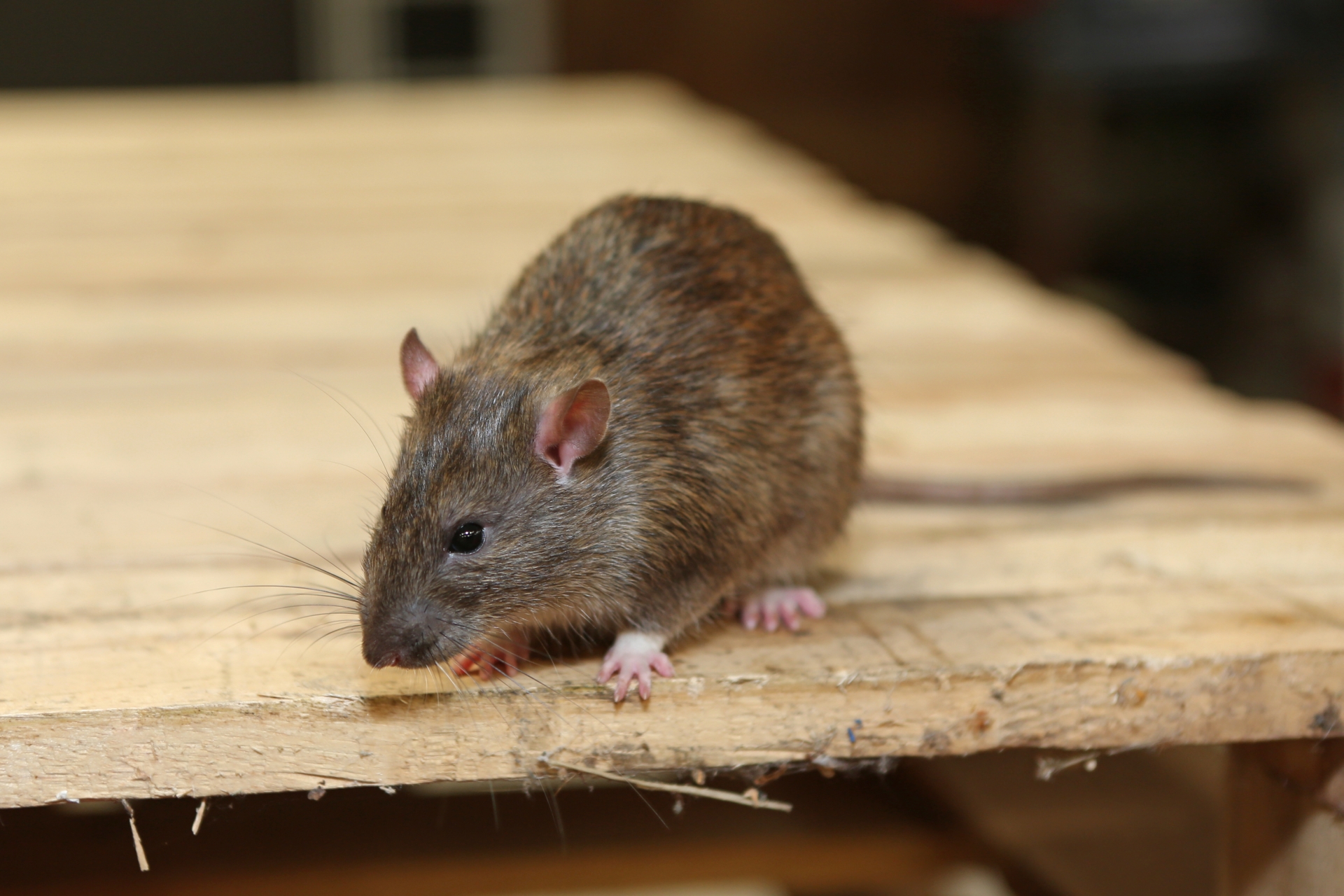 Rat extermination, Pest Control in Norwood Green, UB2. Call Now 020 8166 9746