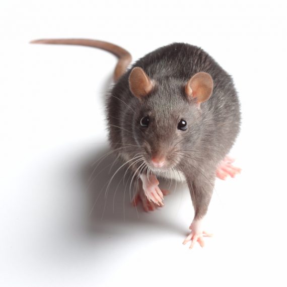Rats, Pest Control in Norwood Green, UB2. Call Now! 020 8166 9746
