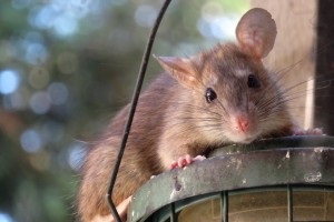 Rat Control, Pest Control in Norwood Green, UB2. Call Now 020 8166 9746