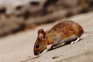 Mice Control, Pest Control in Norwood Green, UB2. Call Now 020 8166 9746