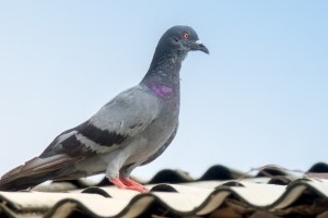 Pigeon Pest, Pest Control in Norwood Green, UB2. Call Now 020 8166 9746