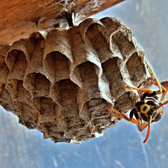 Wasps Nest, Pest Control in Norwood Green, UB2. Call Now! 020 8166 9746
